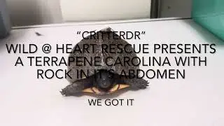 WILD @ HEART RESCUE PRESENTS A TERRAPENE CAROLINA WITH ROCK IN IT’S ABDOMEN