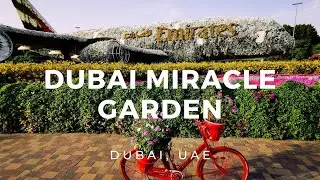 Dubai Miracle Garden | Dubai, United Arab Emirates ► Video guide, 2 min. | 4K