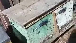 Карника Кройз (Кройс, Кройц) весеннее развитие на начало апреля. Видеотзыв от  Андрея, Донецкая обл