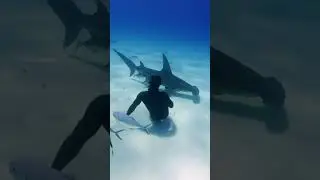 Walking with Hammerhead Sharks