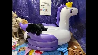 Pop and Destroy Sweet Tooth Cute Pegasus Inflatable Float! Winged Horse 4k