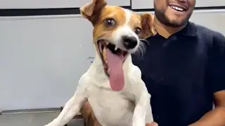 This is why animals are the BEST 🤣😂 Funniest Animal Videos Of Week