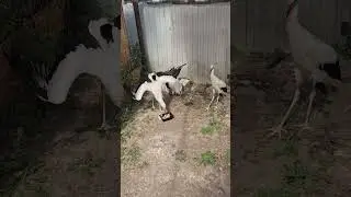 Возвращение Лапки