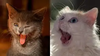 😹Коты 2022 смешные котики. 😹Приколы с котами до слез Я СМЕЯЛСЯ 10 МИНУТ 😹Funny cats tiktok 2022-2021