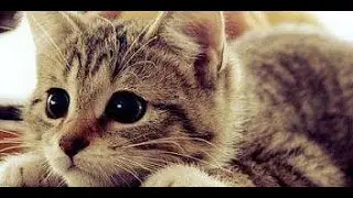 just fun and games for your kitty