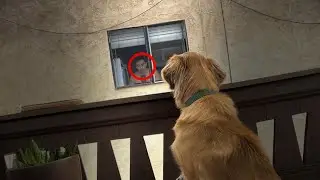 16 Adorable Dogs Proved They're Man's Best Friend (Shorts Compilation)