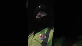 ДПС: блогер поиздевался над ментом 🔥