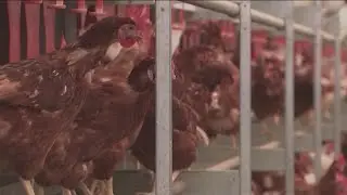 More bird flu cases confirmed in Iowa