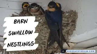 Baby barn swallows posturing for food