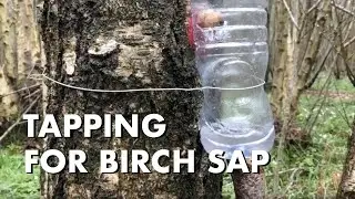 Tapping for Birch Sap