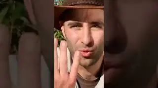 Огненные муравьи. Самые опасные насекомые 