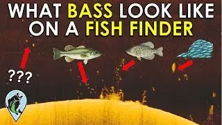 Identify Bass on Fish Finder in 3 Easy Steps! | Fishing Sonar Basics