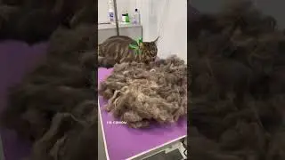 Груминг кота