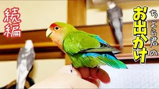 オカメインコそら君、親鳥達から離れてハク兄ちゃんの家に初上陸【後編】