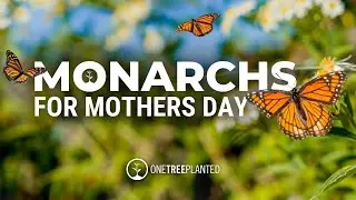 Reforestation for Monarch Butterflies | Mother's Day | One Tree Planted