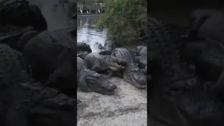 I Accidentally Made Alligators Bite Each Other! #animals #nature #shorts