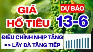 Giá tiêu hôm nay ngày 13/6/2024 thị trường điều chỉnh nhịp tăng lấy đà tăng tiếp