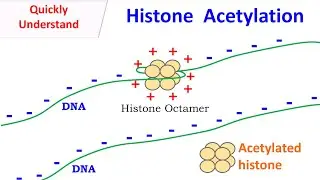 Histone Acetylation