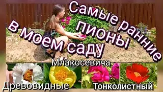 Самые ранние пионы в моем саду!!! 