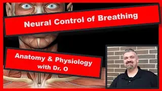 Neural Control of Breathing:  Anatomy and Physiology