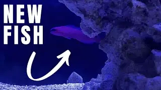 Adding An Orchid Dottyback To My Aquarium