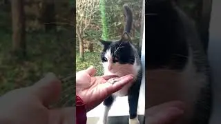 В ДОМ ПРОНИК ПОКЛОННИК🐈‍⬛