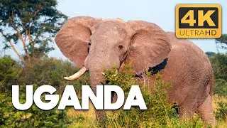 Uganda: The Heart of Africa’s Biodiversity | Africa from Above | 4K UHD Documentary