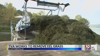 TVA Works to Remove Eel Grass | September 27, 2023 | News 19 at 4 p.m.