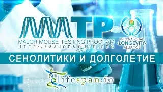 Major Mouse Testing Program — Исследование влияния сенолитиков на продолжительность здоровой жизни