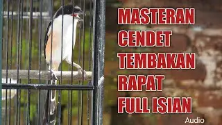 MASTERAN CENDET GACOR FULL ISIAN TEMBAKAN SUPER KEREN||free Download MP3