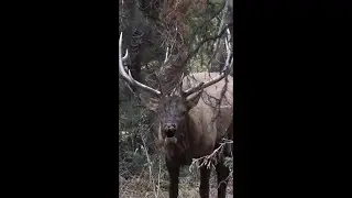 Bull Elk Up Close