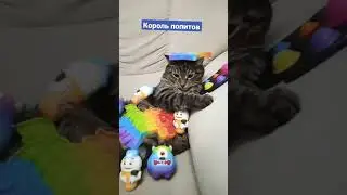 Кот -  король попитов 