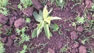 Лён восстановился!