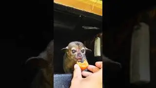 Feeding Kinkajous + Food Prep