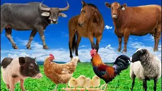 Farm Animal Sounds: Horse, Buffalo, Cow, Pig, Goat, Chicken - Animal Videos