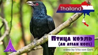 Птица коэль (an asian koel) самец на Самуи Таиланд | Koh Samui Thailand