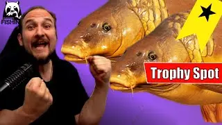 Russian Fishing 4 - Bernsteinsee - Trophy Spot Spiegelkarpfen