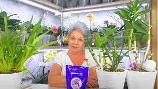 You are killing the orchids yourself! An overdose of ANY fertilizer is death for an orchid. Aminosil