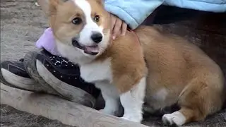 Young Goro enjoys dog park もじゃもじゃワンコと遊びたいゴローさん