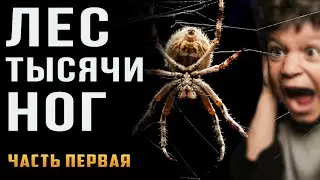 Страшные истории на ночь. ЛЕС ТЫСЯЧИ НОГ. Реддит