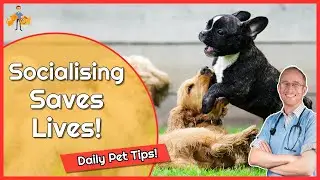 Socialization: the Most Important Task for New Dog + Cat Owners? - Daily Pet Tips