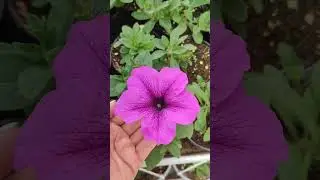6 апреля - в день рождения питомника, джëм Вас в гости! 🤗🪴Наш адрес Геленджик, Кустодиева, 24.