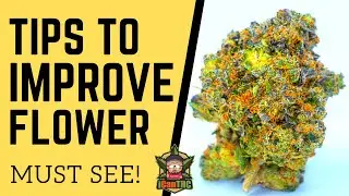 5 Tips for Flowering | Defoliating During Flower?   ETHOS