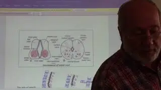 development of spinal cord by Dr. Wahdan