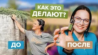 🌹 Как создаются эфирные масла 🌼 Прогулка по заводу 🌺