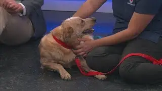 News 13 Pet Adoption Option: Tucker