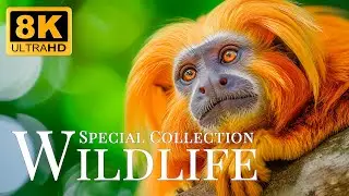 Special Collection Wildlife 8K ULTRA HD🐾Immerse Yourself In Gentle Moments With Relaxing Music