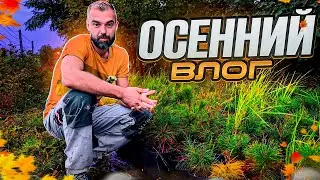 Возвращение, сад и огород, стройка. Осенний ВЛОГ.