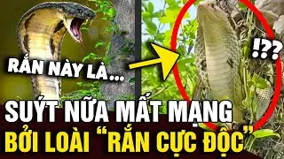 Tướng 'CỌNG DÂY CHUỐI' lấy tay chạm vào, người đàn ông SUÝT GẶP NẠN bởi rắn độc | Tin Nhanh Official
