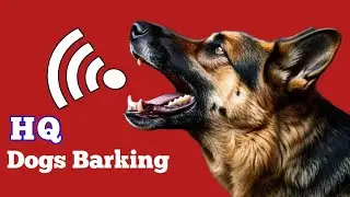 Dogs Barking Sound Effect | High-Quality Sound Effects